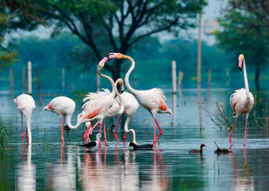 traveldilse-Best of Bharatpur